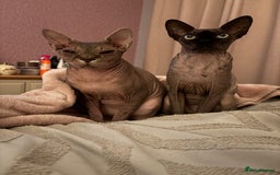 Sphynx cats for sale: Two Sphynx cats looking for forever home  - Image 2