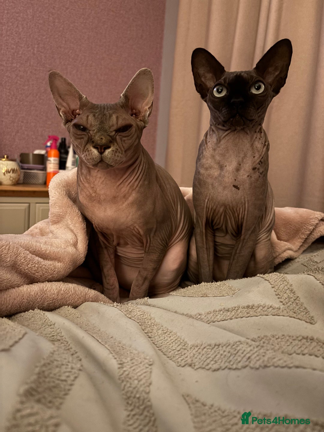 Sphynx cats for sale: Two Sphynx cats looking for forever home  - Image 2