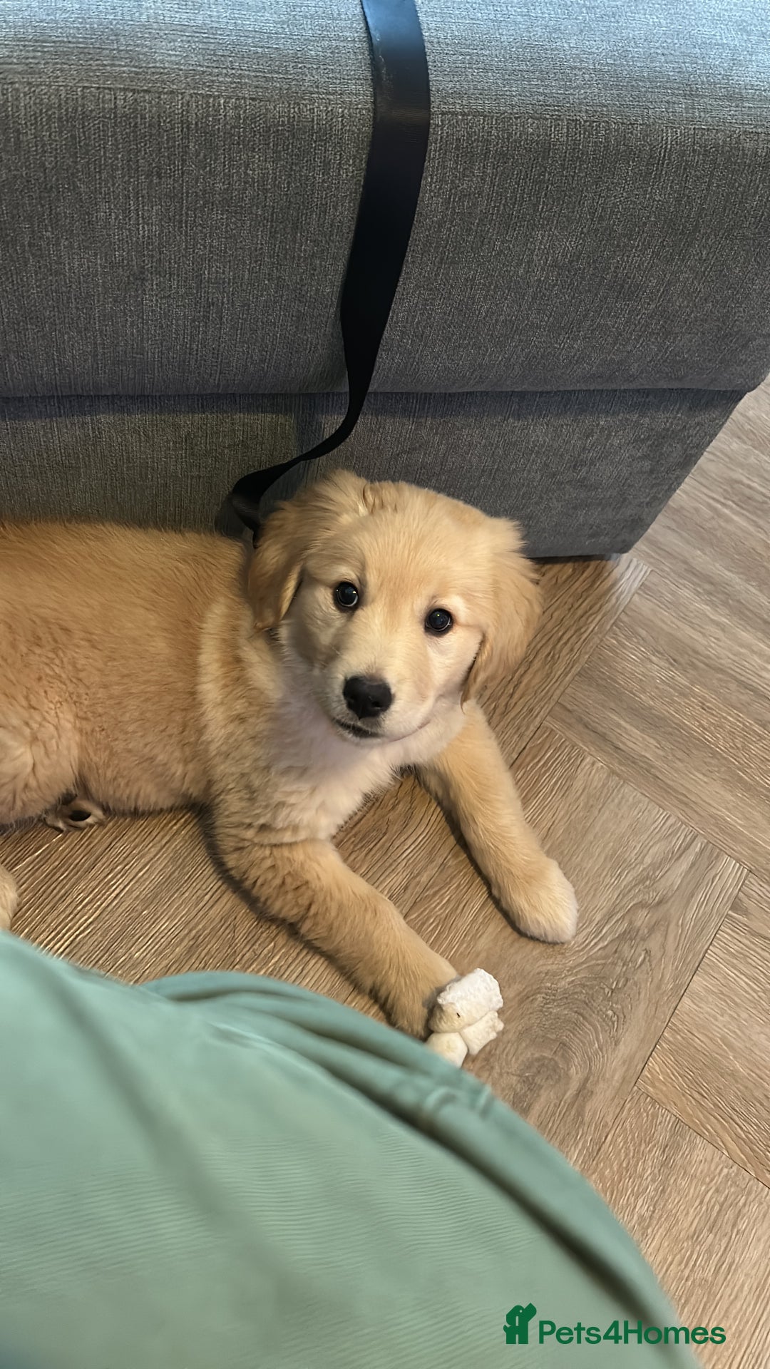 Golden Retriever dogs for sale: 15 week Golden Retriever Puppy - Advert 2