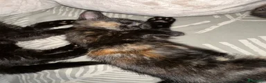 British Shorthair Kitten 1