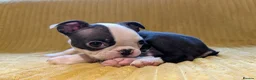 Boston Terrier dogs for sale: 1 BOY LEFT: Adorable KC Boston Puppies  - Advert 4