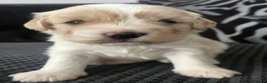 Cavachon Puppy 2