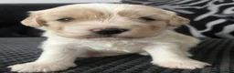 Cavachon dogs for sale: Beautiful cavachon puppies  - Advert 3