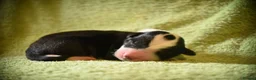 Border Collie dogs for sale: Beautiful health tested border collies - Advert 7