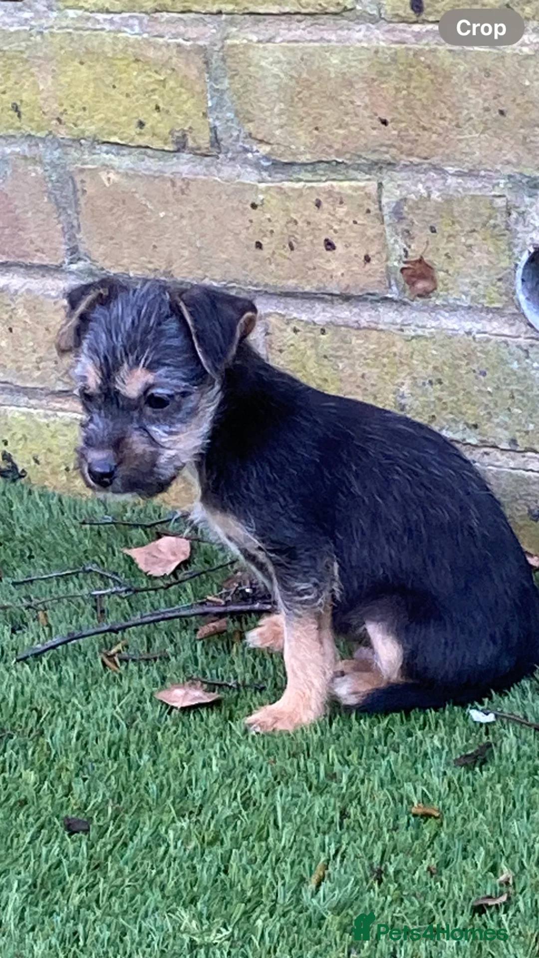 Jack Russell dogs for sale: 4 jack Russel boys  - Advert 7