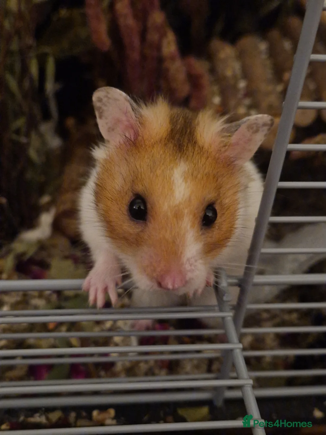 Hamster rodents for sale: Curious, sociable male Syrian 🏡🐹 - Advert 4