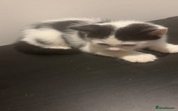 American Shorthair cats for sale: 8 weeks old black and white kitten - Image 2