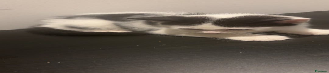 American Shorthair Kitten 1