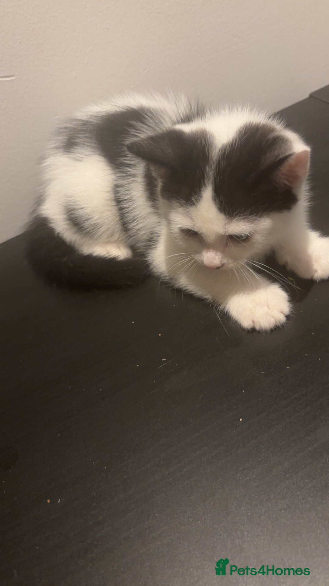 American Shorthair cats for sale: 8 weeks old black and white kitten - Image 2