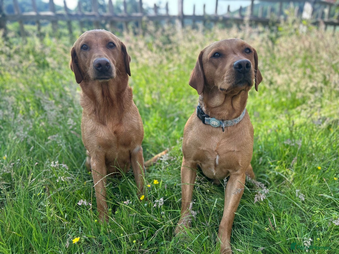 Labrador Retriever dogs for stud: Dark Fox Red KC fox red Labrador for Stud in Hereford - Image 21