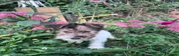 Fox Terrier dogs for sale: 5 X Beautiful Wire Fox Terrier Puppies - Advert 7