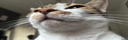 Mixed Breed cats for sale: Tabby x  in Norwich - Advert 3