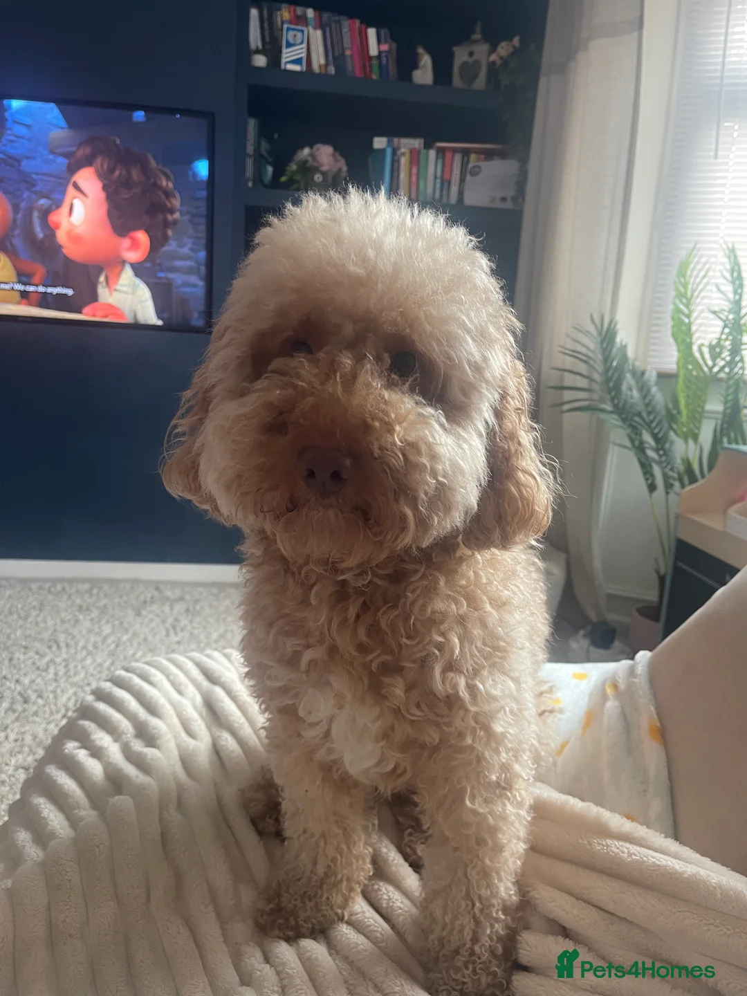 Cockapoo dogs for sale: Adorable male cockapoo - Advert 1