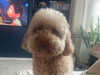 Cockapoo dogs Adorable male cockapoo - Advert 1