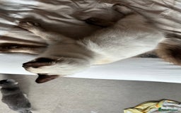 Ragdoll cats for sale: 6 Month Old Ragdoll Boy - Image 3