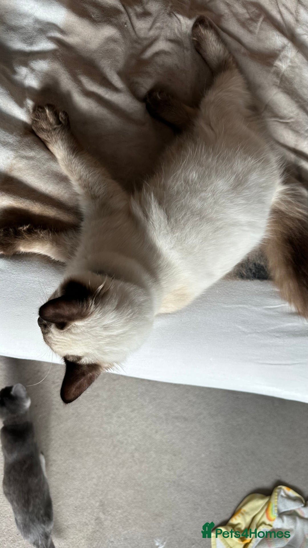 Ragdoll cats for sale: 6 Month Old Ragdoll Boy - Image 3