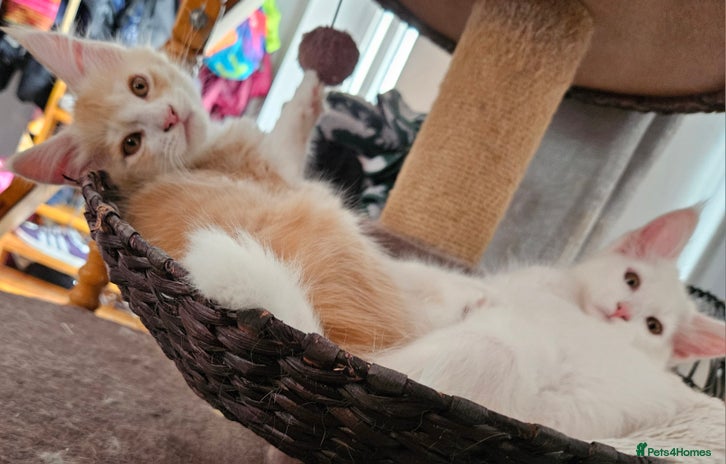 Maine Coon cats - Advert 3