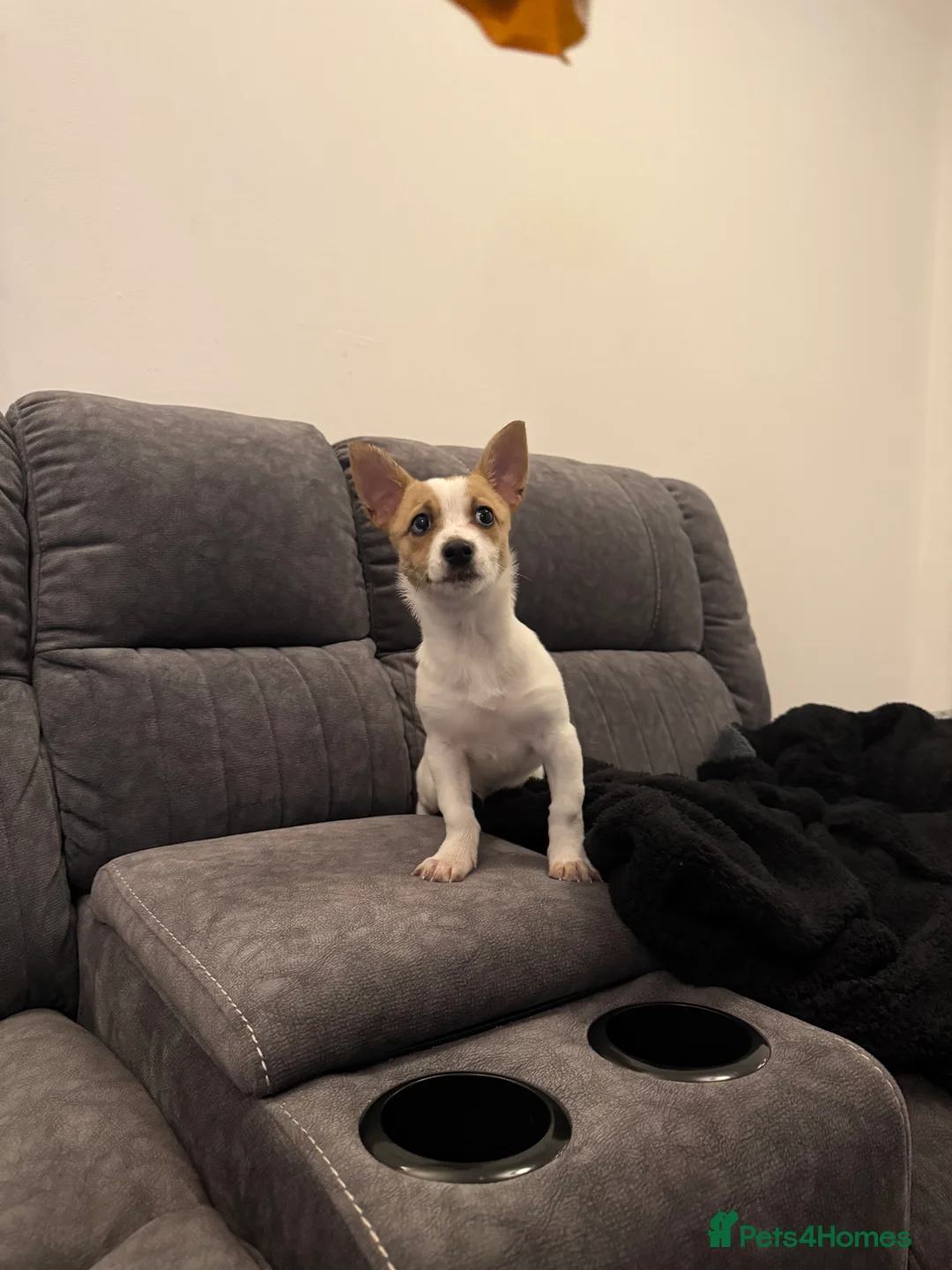 Pomchi dogs for sale: 11 weeks old Chihuahua x Pomeranian - Advert 2