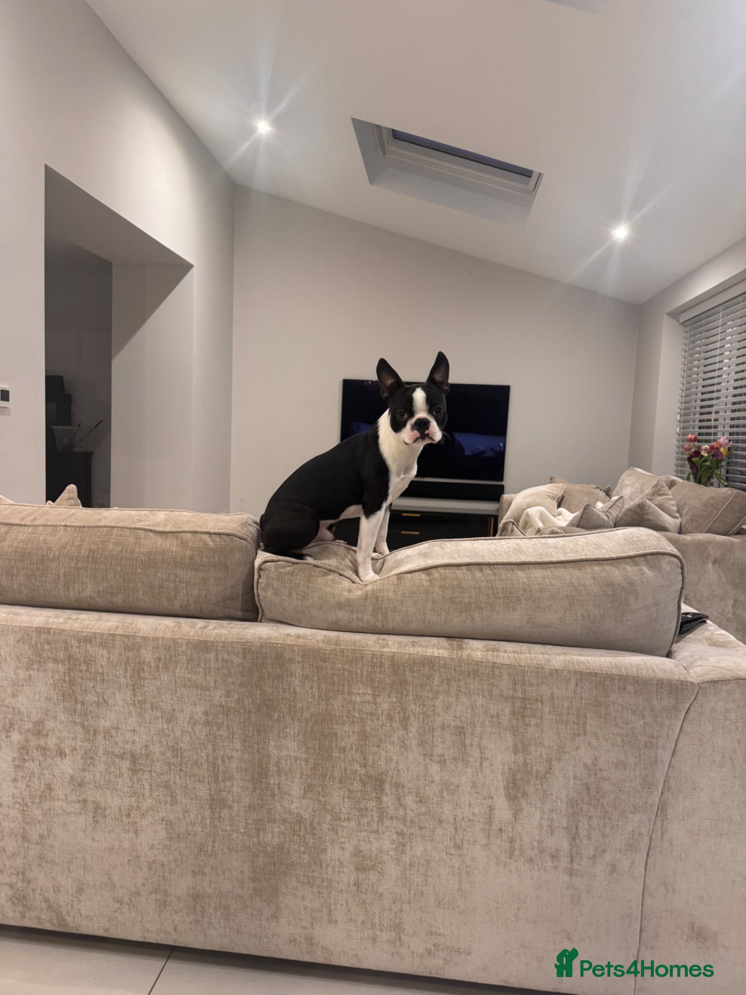 Boston Terrier dogs 8 month old male pure Boston - Advert 4