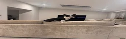 Boston Terrier dogs for sale: 8 month old male pure Boston - Advert 1