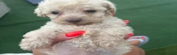 Cockapoo dogs for sale: F1b cockapoo - Advert 8