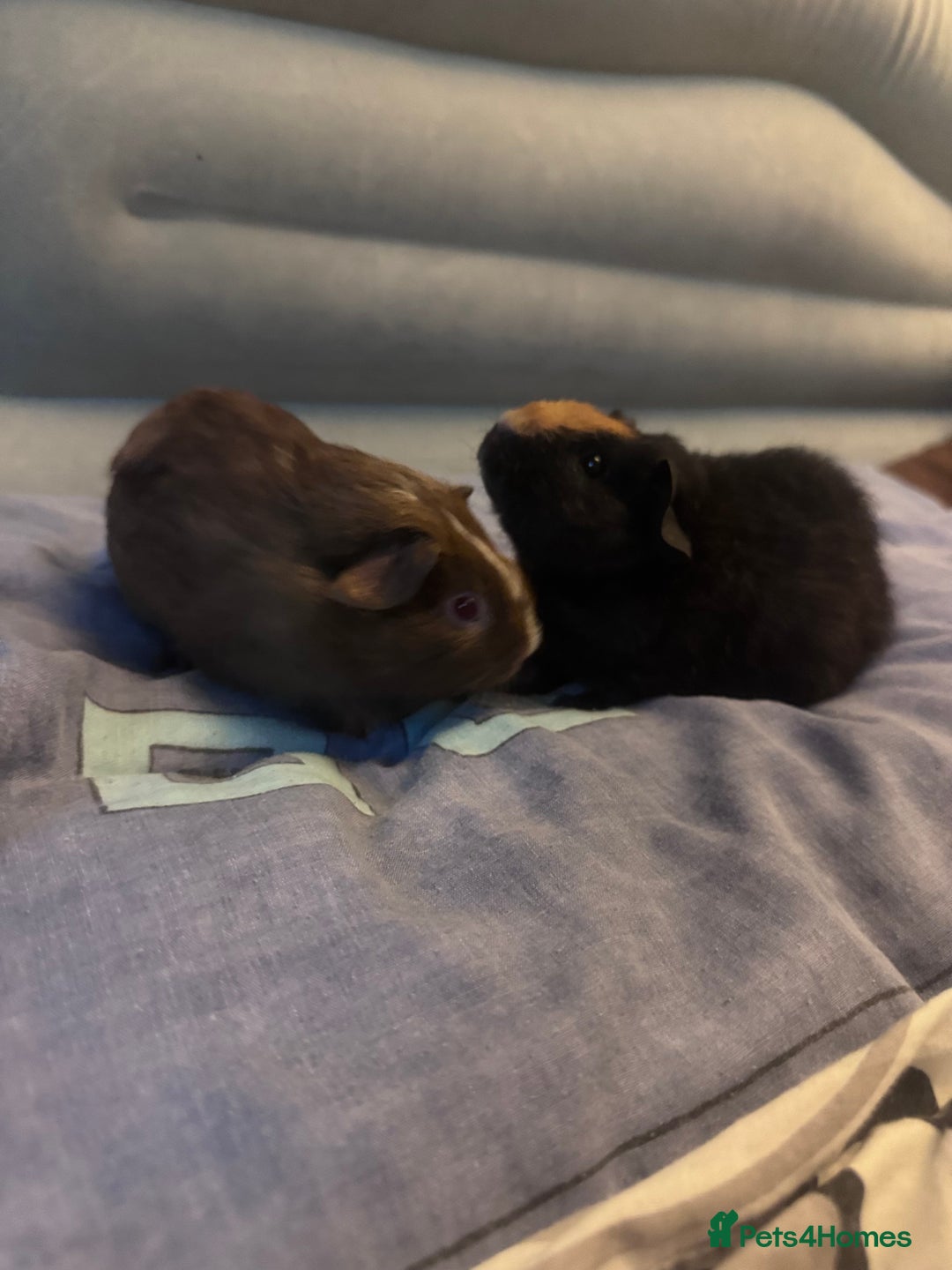 Guinea Pig rodents for sale: 2 female guinea pigs for sale  - Image 5