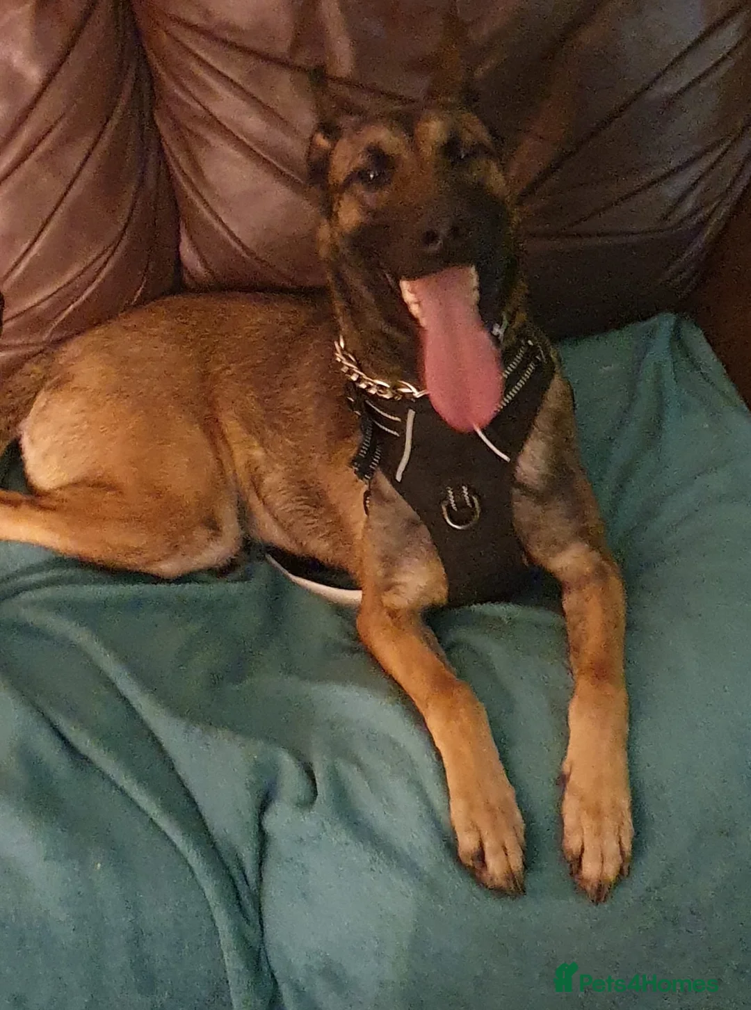 Belgian Shepherd Dog dogs for sale: zara  - Advert 1