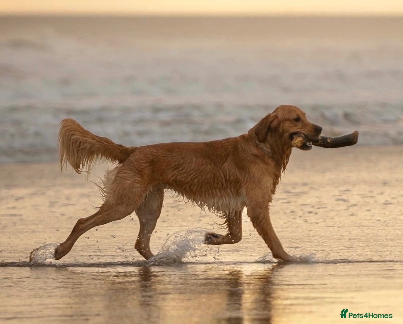 Golden Retriever dogs KC Registered Golden Retriever  - Advert 3