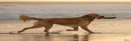 Golden Retriever dogs for stud: KC Registered Golden Retriever  - Advert 1