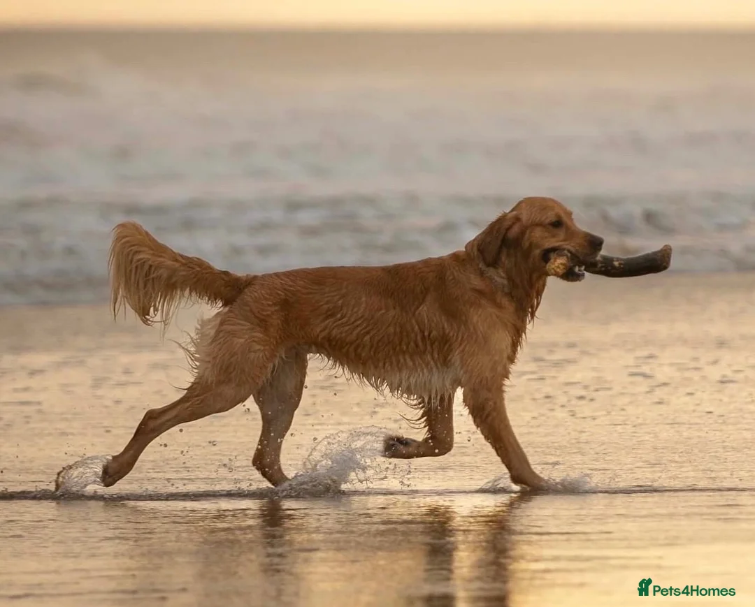 Golden Retriever dogs for stud: KC Registered Golden Retriever  - Advert 1