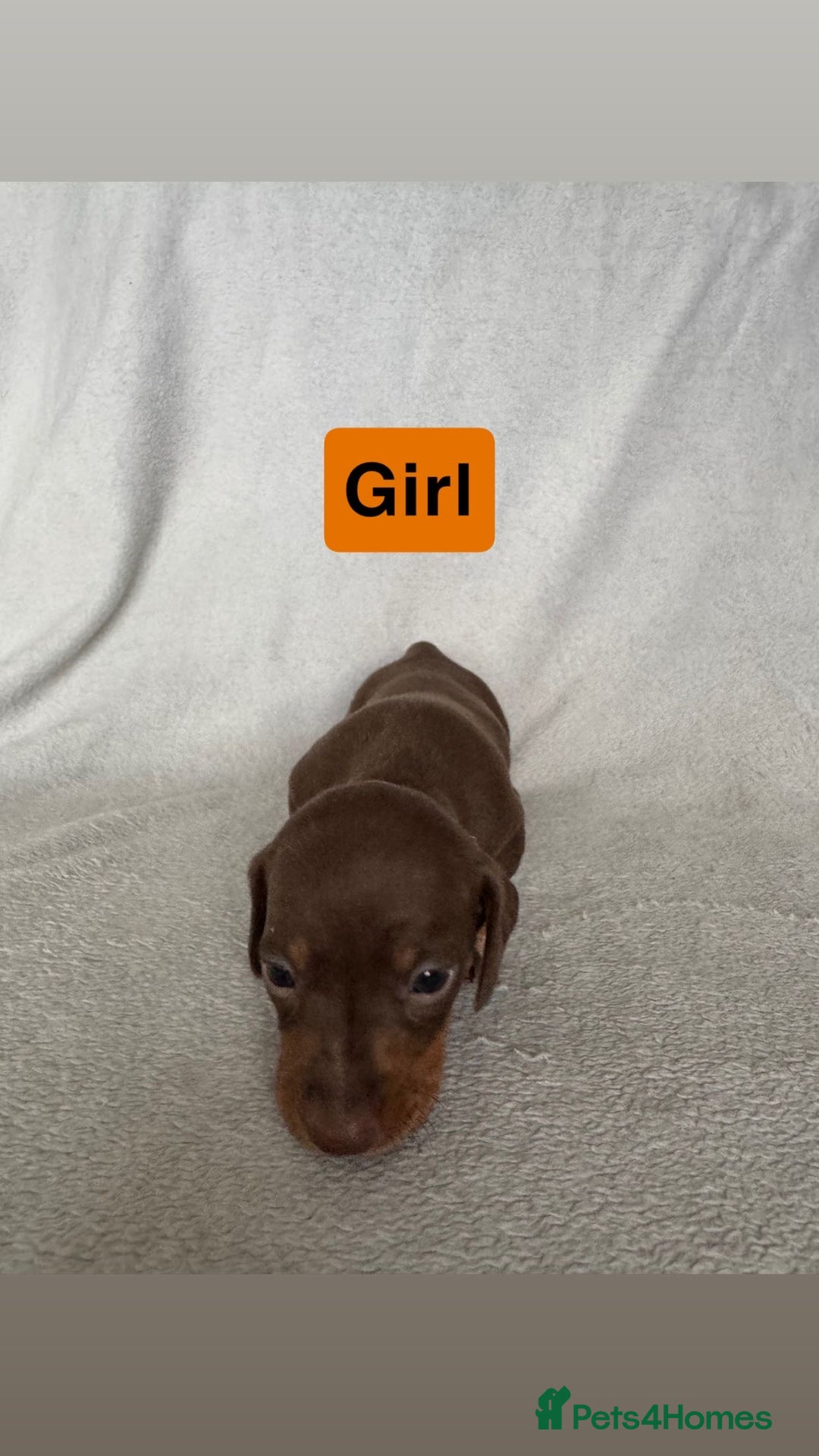 Miniature Dachshund dogs for sale: 5 beutiful miniatures daschunds  - Image 3