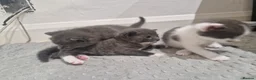 Domestic Shorthair cats for sale: 3 little princess and 3 little prince for sale  - Advert 14