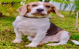 Beagle dogs for adoption: Charlie - the Beagle - Image 2