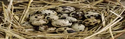 Quail poultry for sale: Jumbo quails different ages and colour for sale - Advert 6