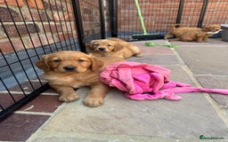 Golden Retriever dogs for sale: KC health tested Working line- FTAW dam  - Image 2