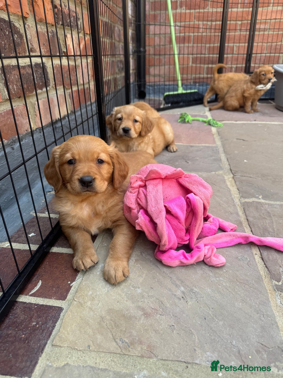 Golden Retriever dogs for sale: KC health tested Working line- FTAW dam  - Image 2