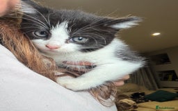 Mixed Breed cats for sale: Adorable Kittens Looking for Loving Homes  - Advert 1