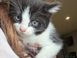 Mixed Breed cats - Advert 30