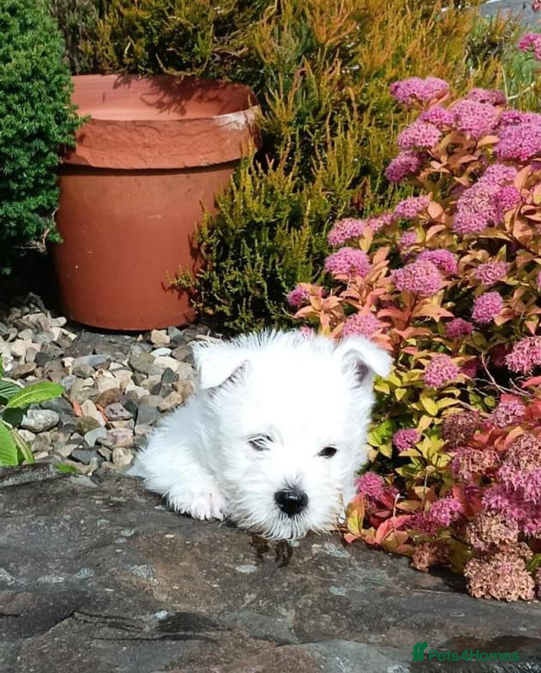 West Highland Terrier dogs for sale: West Highland puppies - Image 4