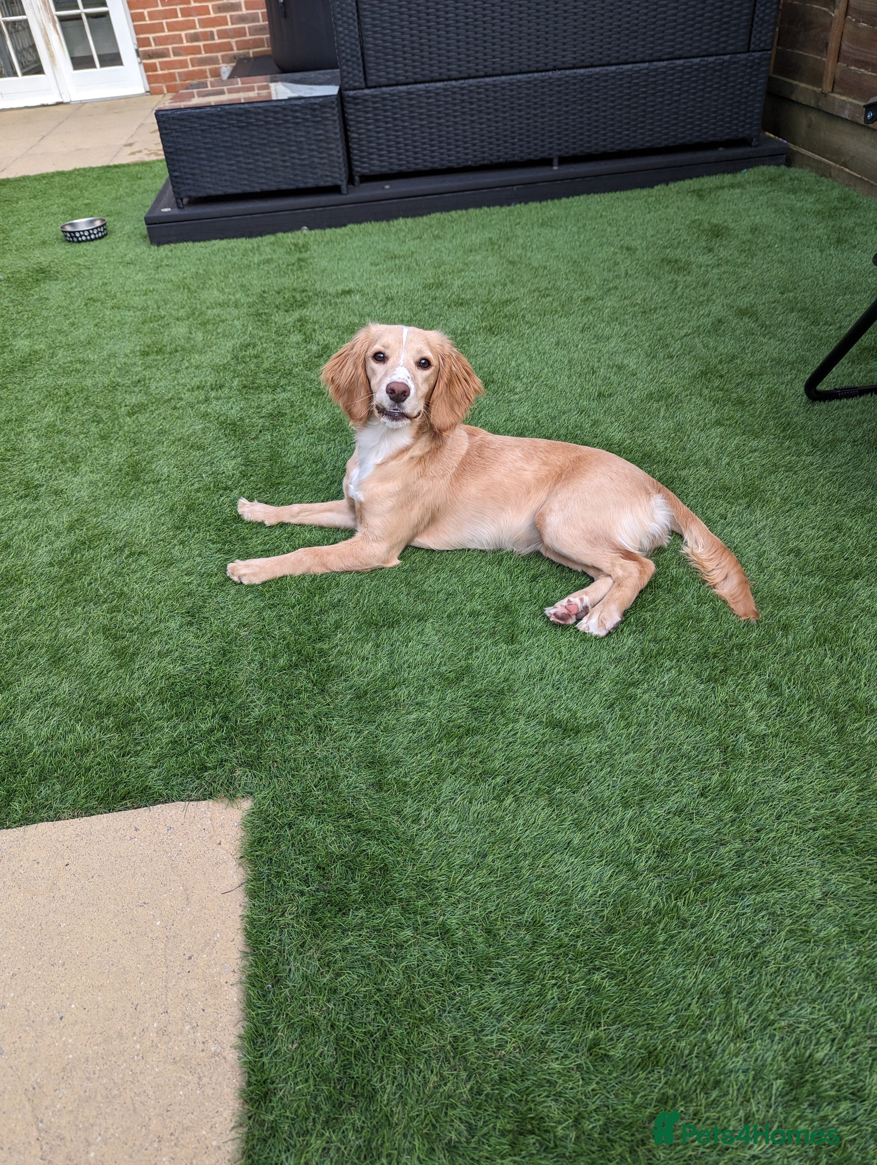 Cocker Spaniel dogs Cocker spaniel puppys! - Advert 1