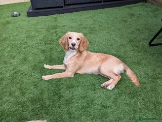 Cocker Spaniel dogs Cocker spaniel puppys! - Advert 2