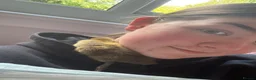 Ducks poultry for sale: Indian x pekin  - Advert 10