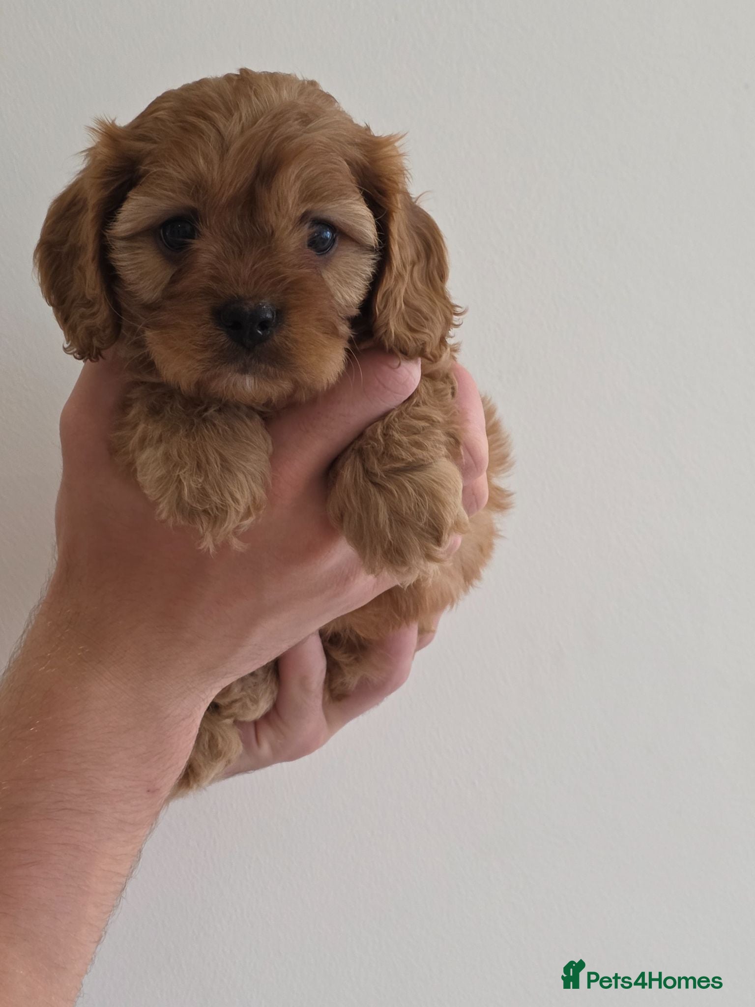 Cavapoo dogs 3 beautiful boys available 🩵🩵🩵 - Advert 1