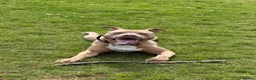 American Bully dogs for sale: Lovely standard American bully fully 8 months - Advert 3