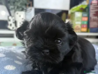 Shih Tzu dogs ready to leave home Imperial Shihtzu - Advert 12