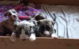 Whippet dogs for sale: Top Class Whippet Puppies bred from Champions - Image 10