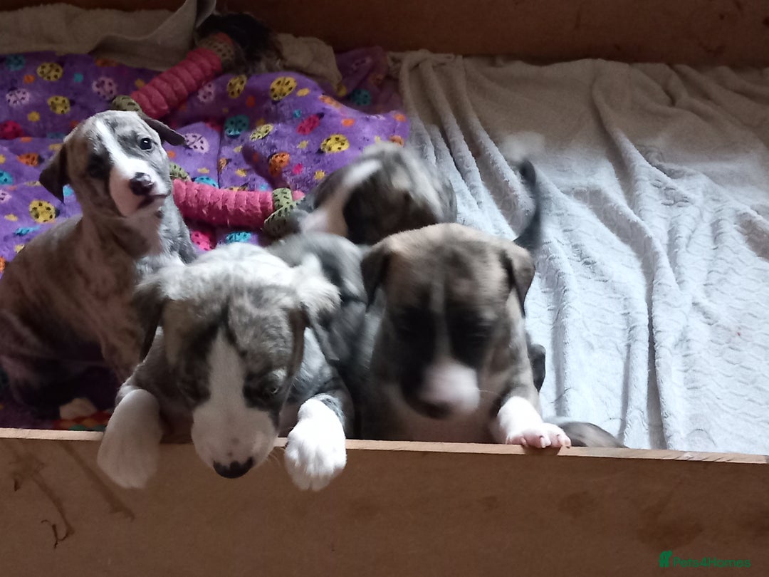 Whippet dogs for sale: Top Class Whippet Puppies bred from Champions - Image 10