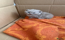 British Shorthair cats for sale: Liliac BSH two female  - Image 14