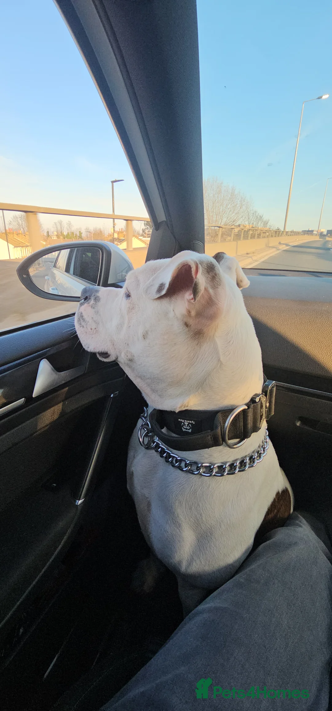 American Bulldog dogs for stud: STUD STUD STUD  in Gravesend - Advert 5