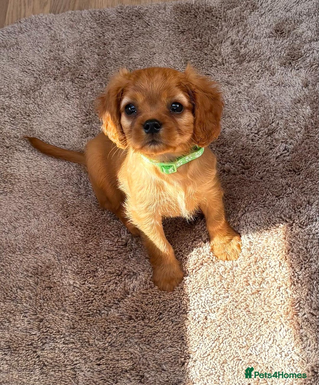Cockalier dogs for sale: Gorgeous Cockalier Puppies… - Image 9